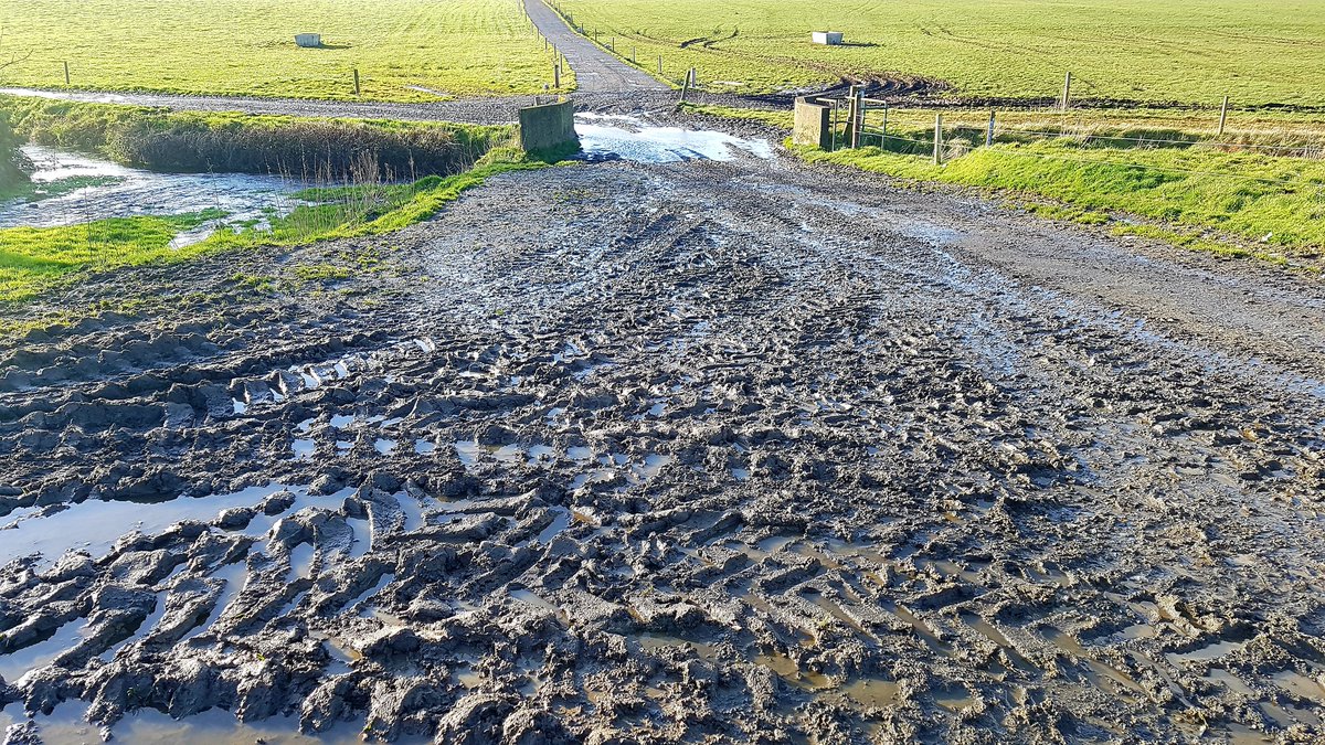 encyonopsis's tweet photo. one for you @ROADRUN_Project motile diatoms like Nitzschia sp. (brown patches) can thrive when excess sediment gets incorporated into the biofilm matrix (although not here). Simuliidae were excessive downstream of this point previously (but density at upstream reach not checked). https://t.co/57p4Nx95tO
