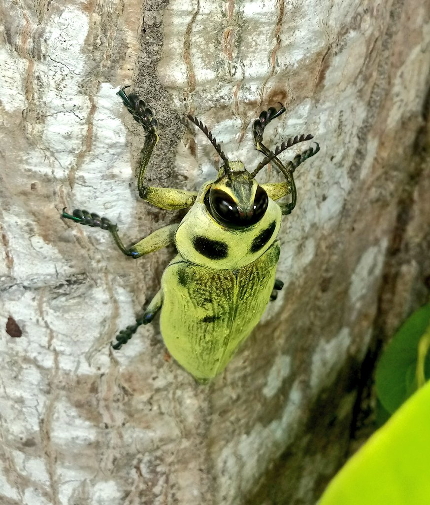 keynaturalist's tweet photo. A beleza precisa ser exaltada 💚
#euchroma https://t.co/4PIBYcqGbl