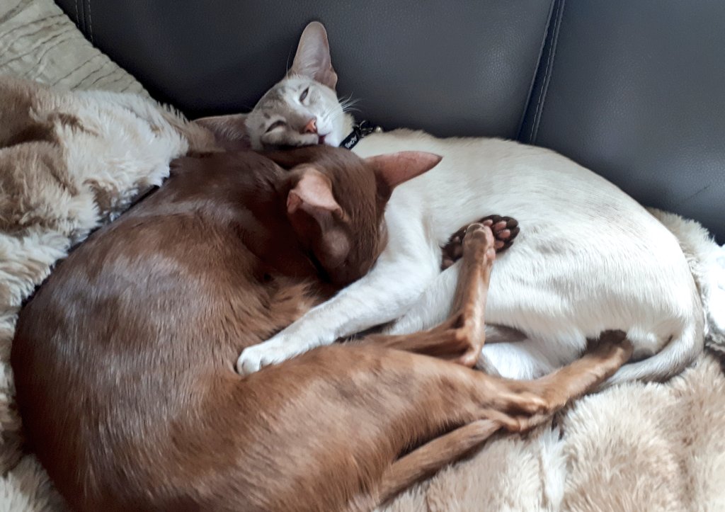 jolenehunter's tweet photo. #CatPuddle in progress! #WheresWalter๐ #JessiePinks๐ฏ #Sunday #CatsOfTwitter #catsofinstagram @Diablo_Siamese https://t.co/qLl6Jp3PmB