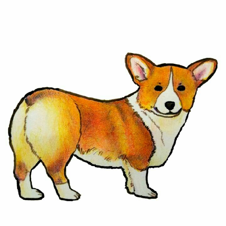 あお 丸いお尻を向けるコーギー コーギー アナログ コーギーイラスト コーギー大好き コーギーお尻 犬の絵 イラスト イラスト王国 柯基犬 絵描き人 Corgi Art Dogart Illustration T Co Oyrnrqsdwt