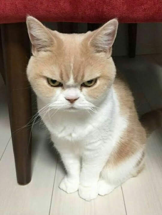 Cressentia_เหน่ยๆๆๆ tweet media