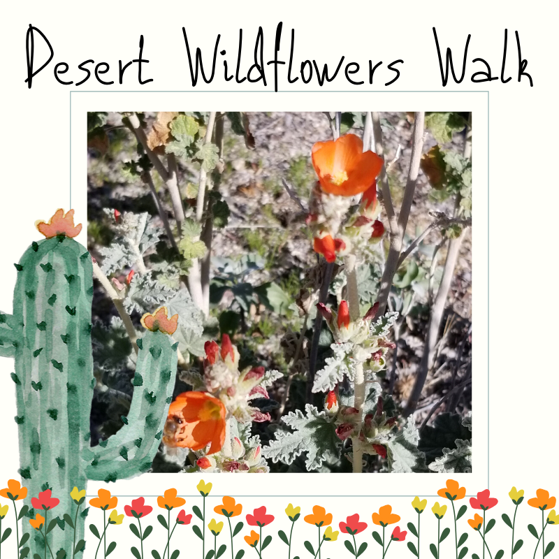 acnc_smeec's tweet photo. Join us today 9 a.m. until 1:30 p.m. for Desert Wildflowers Walk every half hour!

These introductory walks allow you to experience the start of our wildflower season here at South Mountain!

Free, but donations appreciated | All ages welcome https://t.co/kt2BKOtIGa
