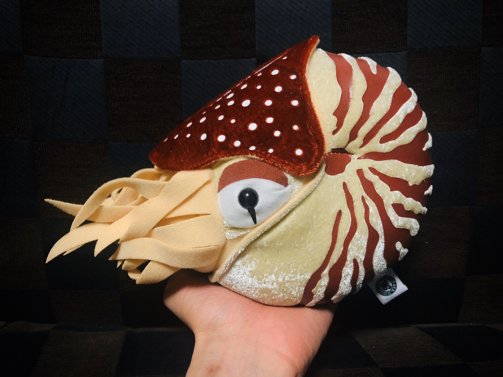 蔦本大樹 Tsutamoto Daiki オウムガイの絵を描いてて 不意に紹介したくなったオウムガイのぬいぐるみ 忠実で かわいい カロラータの生き物への愛が伝わってくる造形 カロラータのサイト見るの楽しいのでおすすめ T Co 1fj6etunrz T Co