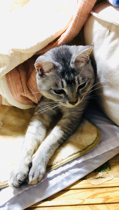 一年後。やっぱりコタツから出てくる。 https://t.co/UOOneF6gy4 