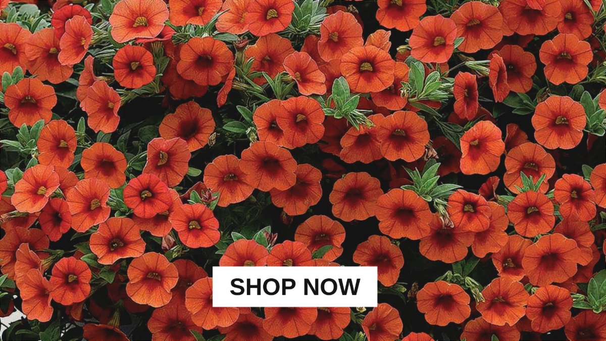 TandTSeeds's tweet photo. Your favourites are back in stock! https://t.co/oNTgWqvPGf https://t.co/zd2V2cYUUO