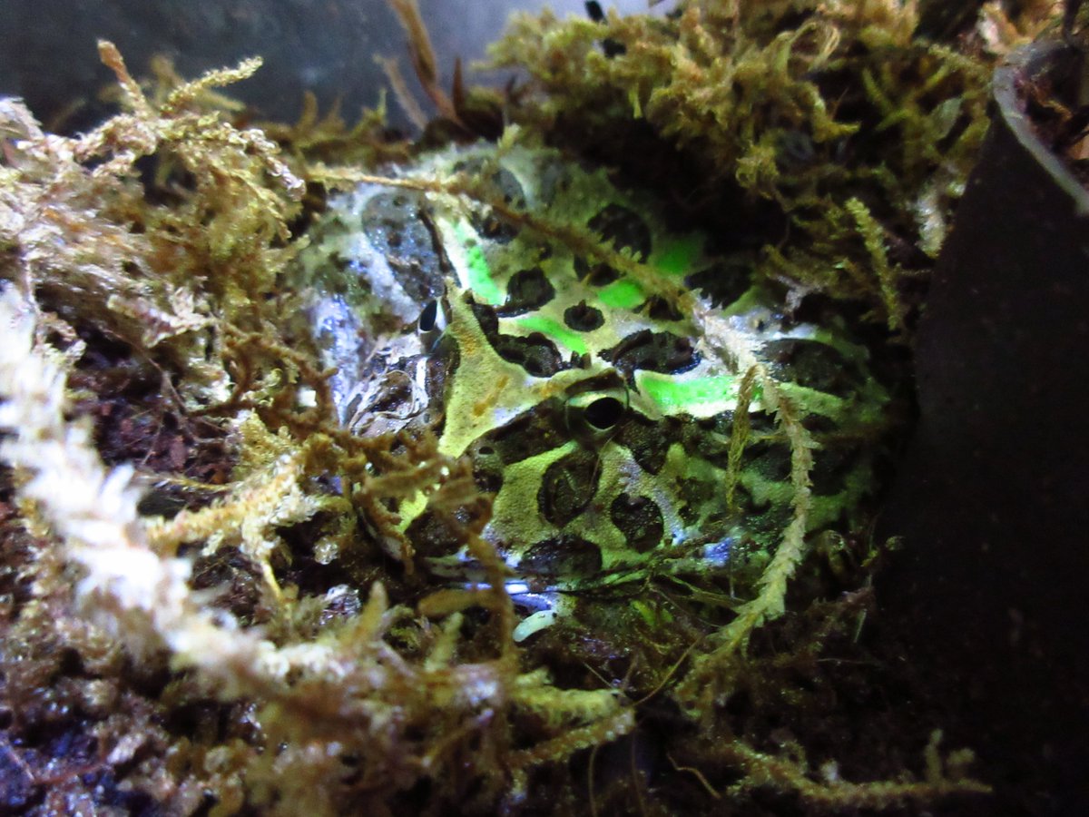 bigTpitty's tweet photo. Such a grumpy green pancake... #petfrog #frog #pacman #pacmanfrog #exoticpet #amphibian https://t.co/HHHFurFoaR