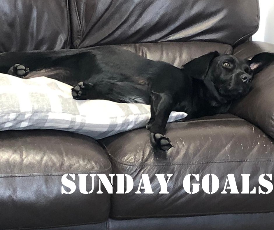 Flightcase_WH's tweet photo. For our office dog Coco, it is ALWAYS Sunday. Whilst your #relaxing this Sunday you can have a browse of our special offers - https://t.co/JhCwIcwb77 
#sundayvibes #sundayvibes #weekendvibes https://t.co/qpueMjq57a
