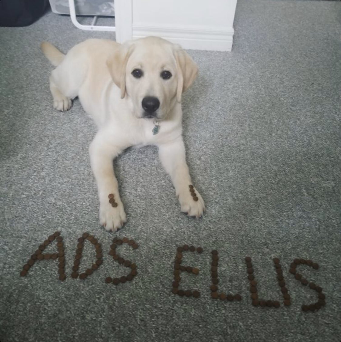 autismds's tweet photo. Autism Dog Services is so glad to announce that the Puppy and Raiser for the Month of March is Chelsea and Ellis. Chelsea is one of our first time raisers, and has spent the past year with #UnityforAutism Sponsored puppy, Ellis!

https://t.co/ZpIfHOrMSb https://t.co/kfJh3oepNT