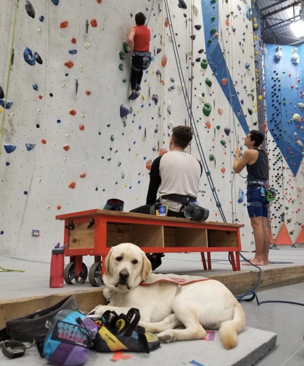 autismds's tweet photo. Autism Dog Services is so glad to announce that the Puppy and Raiser for the Month of March is Chelsea and Ellis. Chelsea is one of our first time raisers, and has spent the past year with #UnityforAutism Sponsored puppy, Ellis!

https://t.co/ZpIfHOrMSb https://t.co/kfJh3oepNT