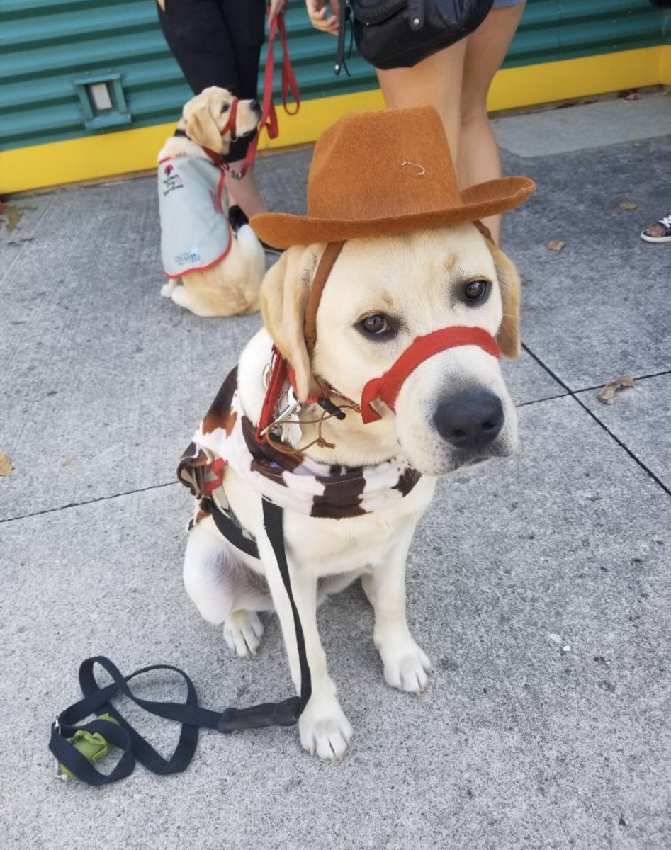 autismds's tweet photo. Autism Dog Services is so glad to announce that the Puppy and Raiser for the Month of March is Chelsea and Ellis. Chelsea is one of our first time raisers, and has spent the past year with #UnityforAutism Sponsored puppy, Ellis!

https://t.co/ZpIfHOrMSb https://t.co/kfJh3oepNT