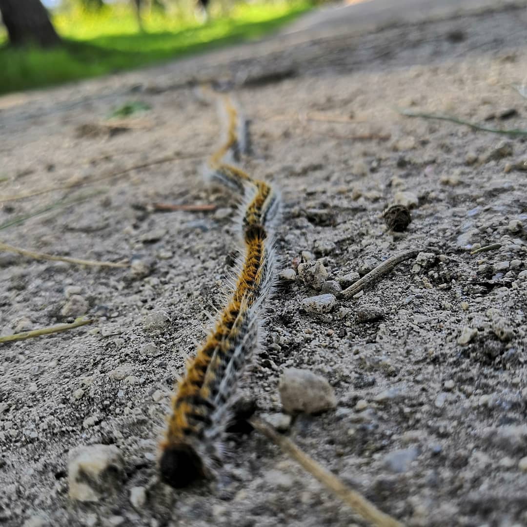 WalisonSL's tweet image. De procesión.

Thaumetopoea pityocampa