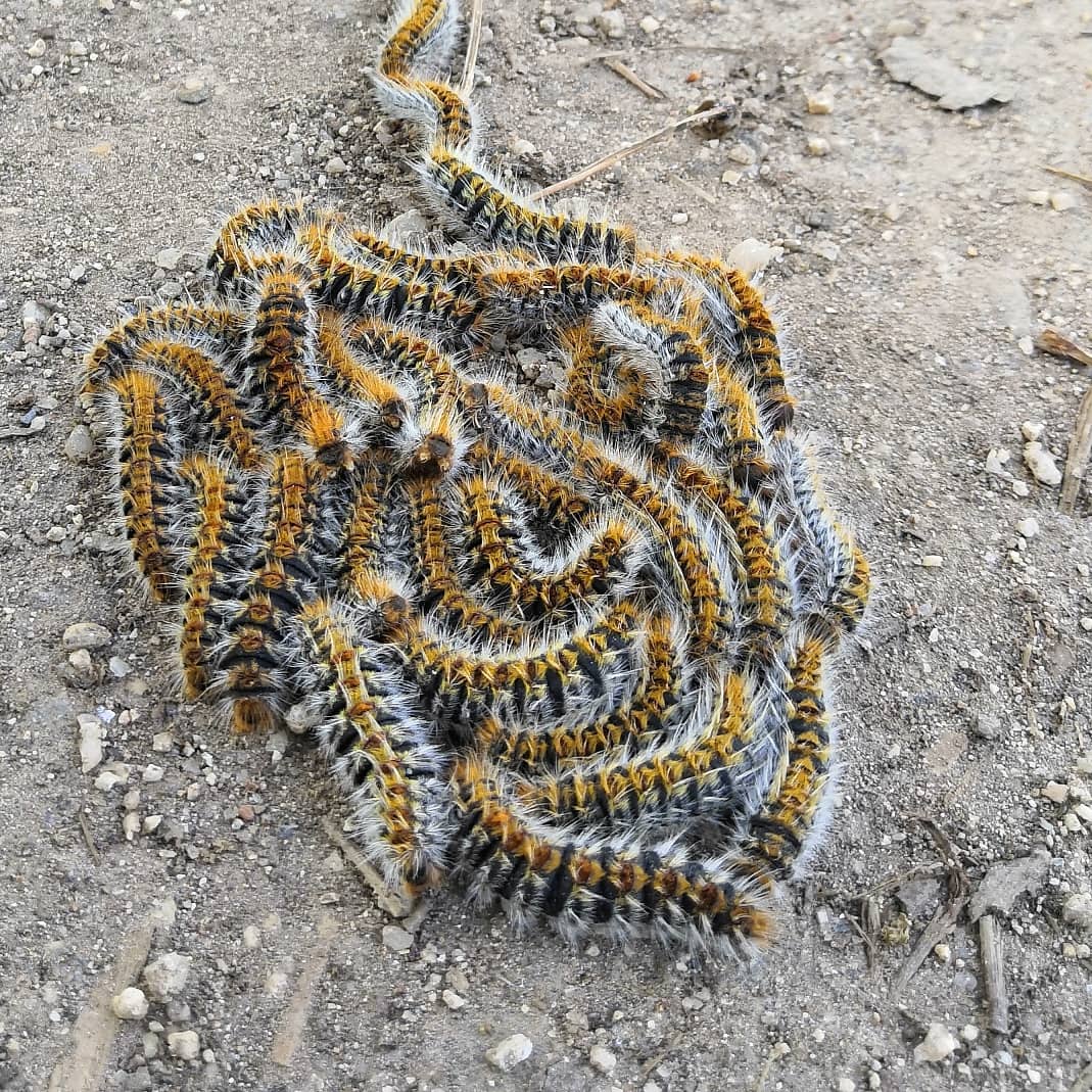 WalisonSL's tweet image. De procesión.

Thaumetopoea pityocampa