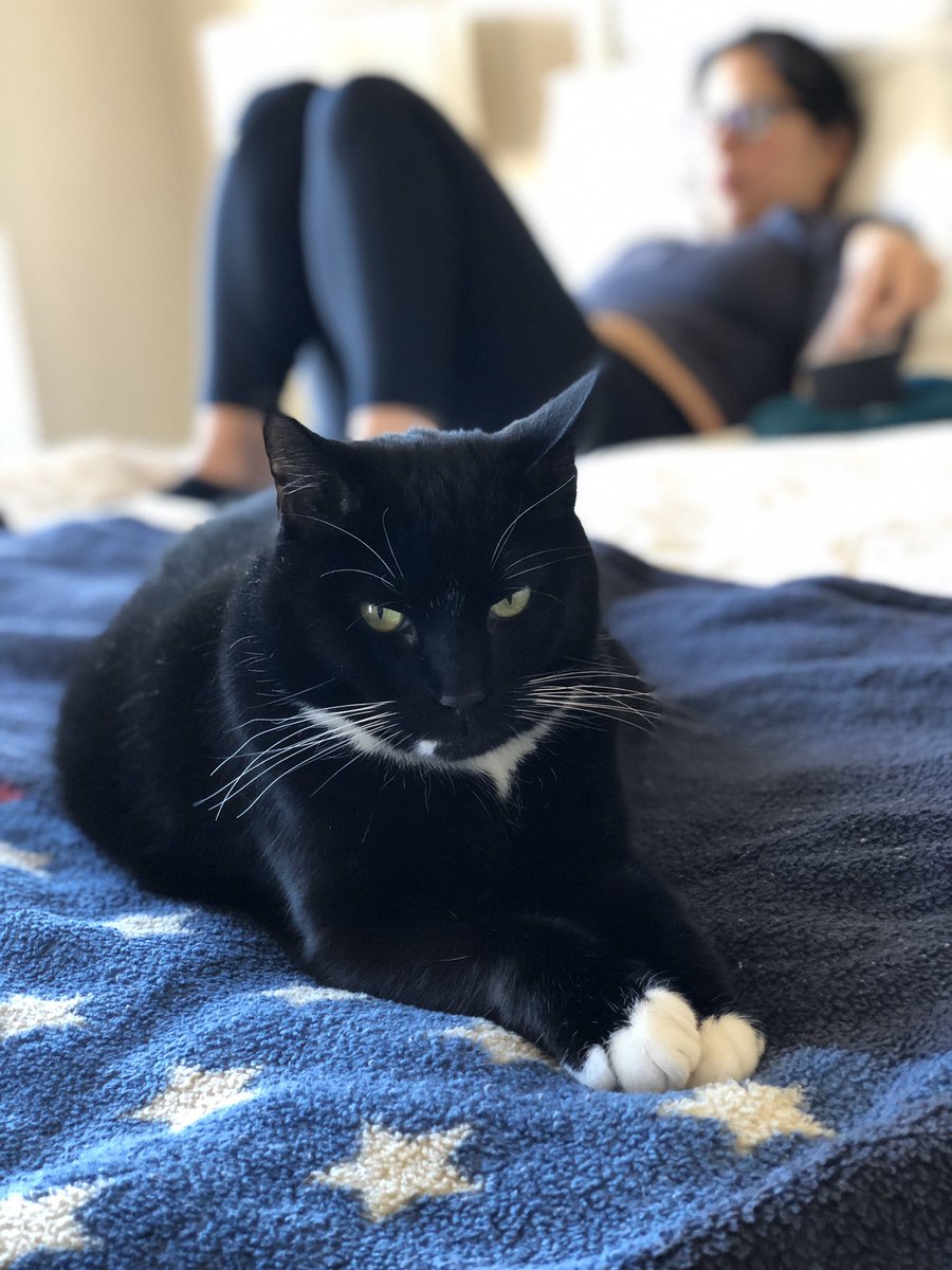 jaysaspo's tweet photo. Another tough day for this fine American cat. #LeviTheCat https://t.co/UoEWpIFZ9n