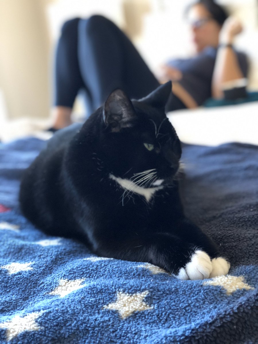 jaysaspo's tweet photo. Another tough day for this fine American cat. #LeviTheCat https://t.co/UoEWpIFZ9n