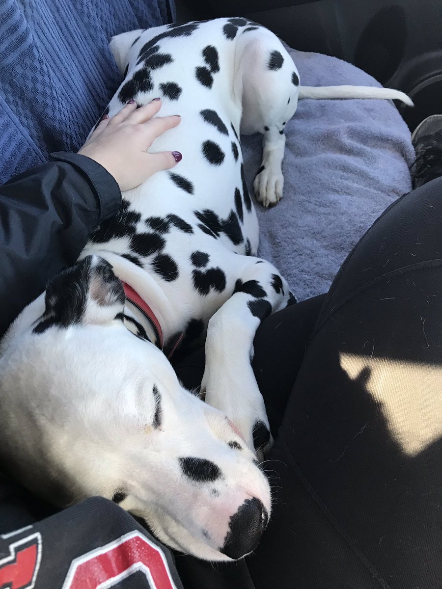 4_Liv's tweet photo. my favorite backseat cuddler 🥺 https://t.co/V5OWwemwqg