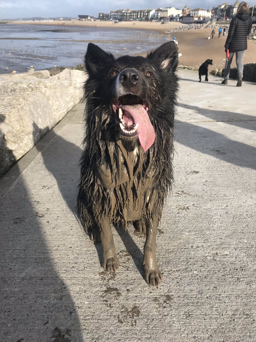 MissKPetty1's tweet photo. Love taking Rico to the beach but I donโt love having to clean him afterwards ๐ #muckypup #sundayvisits #feltlikespring https://t.co/EDQWOYanrh