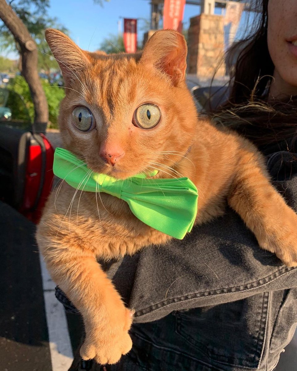 кошка картошка фото