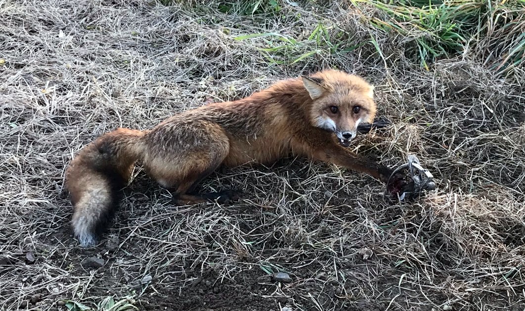 NHCART's tweet photo. Please @NHHouseDems SUPPORT HB 1504 on house vote, to study prohibiting recreational trapping! It is unnecessary wildlife torture. Ask us if you have questions, NH can do better! No ITL! #NHPolitics #ProtectWildlife #TrappingisNOTHumane #NHCART https://t.co/Fm5sgD1mtT