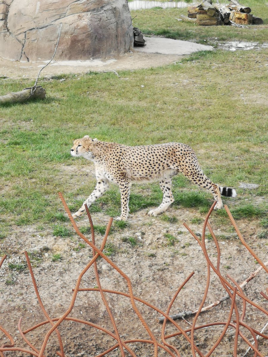 MrsJHadfield's tweet photo. Great day to get out and about and active in the sunshine at @flamingolanduk Fun fact of the day... Cheetahs can reach speeds of up to 70mph in 4 seconds! π€― @mrslwade and the kids gave it go but need to work on their top speed! πββοΈπββοΈ#MakeMarchMove #activeweekends https://t.co/40xFETOzLH