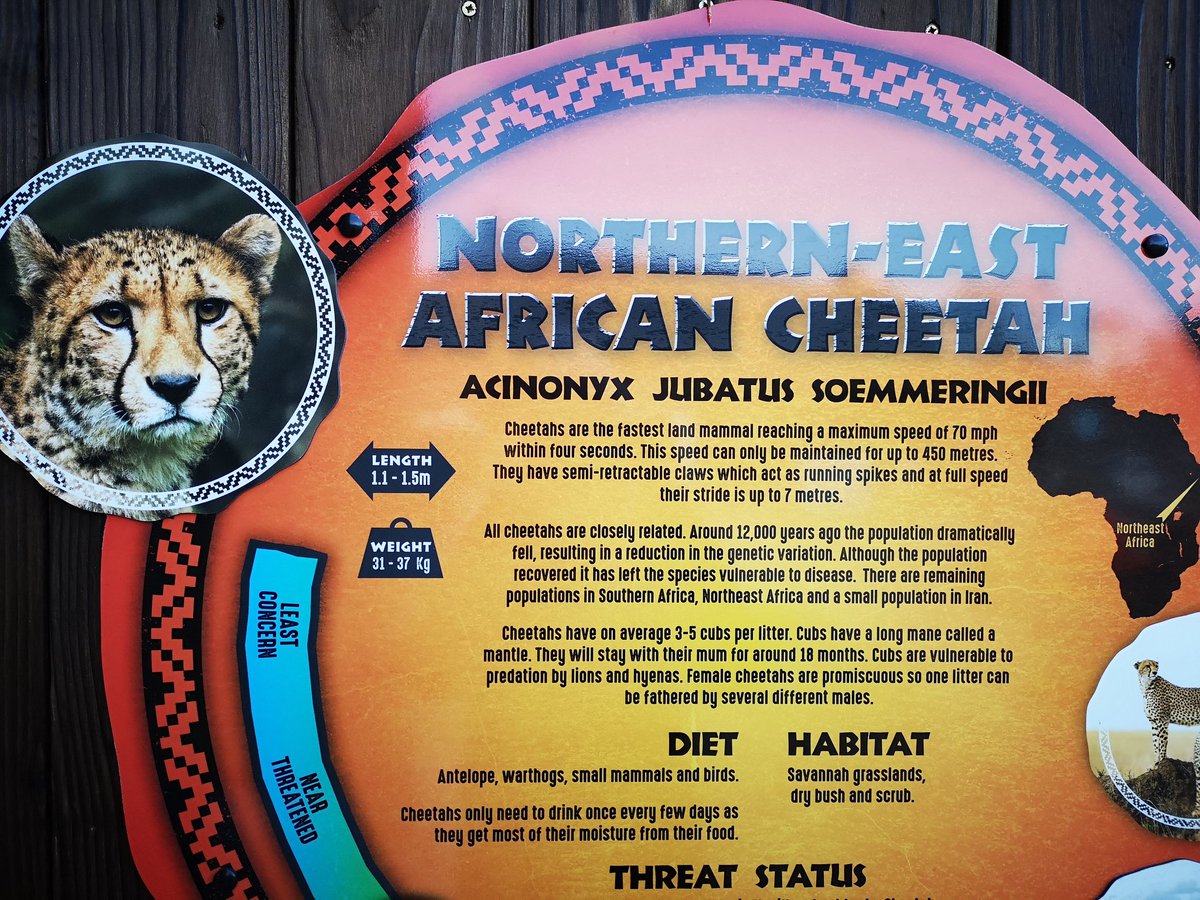 MrsJHadfield's tweet photo. Great day to get out and about and active in the sunshine at @flamingolanduk Fun fact of the day... Cheetahs can reach speeds of up to 70mph in 4 seconds! π€― @mrslwade and the kids gave it go but need to work on their top speed! πββοΈπββοΈ#MakeMarchMove #activeweekends https://t.co/40xFETOzLH