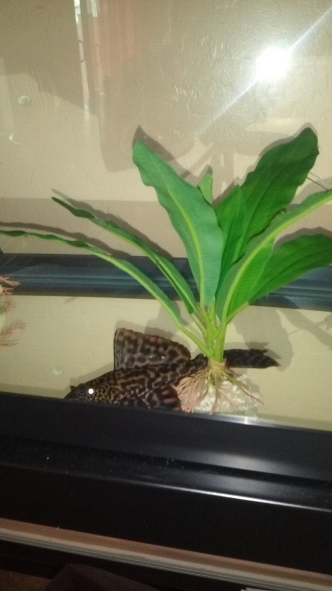 LollipopHobbit's tweet photo. My Georgie boy turns 8 today! He had a rough start in life but he is comfortable and safe now. I love him, even if he's a total jerkwad.
#pleco #fishtank #happybirthday #rescueismyfavouritebreed #rescuefish https://t.co/2PKAopJOl0