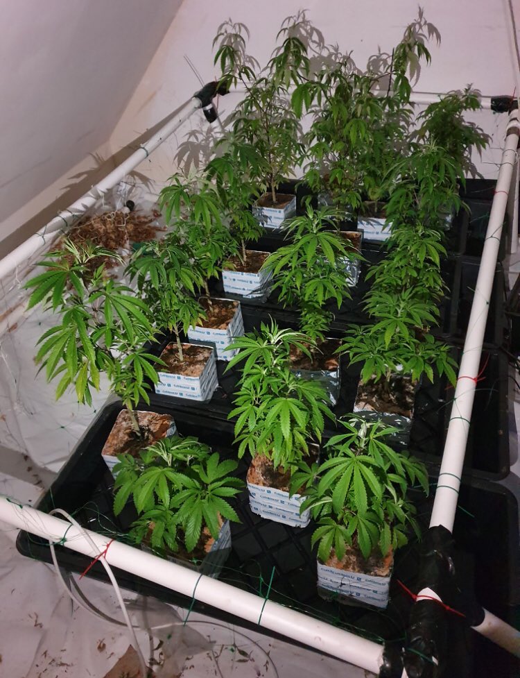 BrandwoodWMP's tweet image. Another successful Misuse of Drugs Act warrant executed today by the team in Kings Heath with help &amp;amp; thanks to ⁦@TaskforceWMP⁩ ⁦@LongbridgeWMP⁩  #cannabisfactory #illegaldrug #communityintelligence #yousaywedo #sixthwarrantoftheyear! #eatsleepraidrepeat
