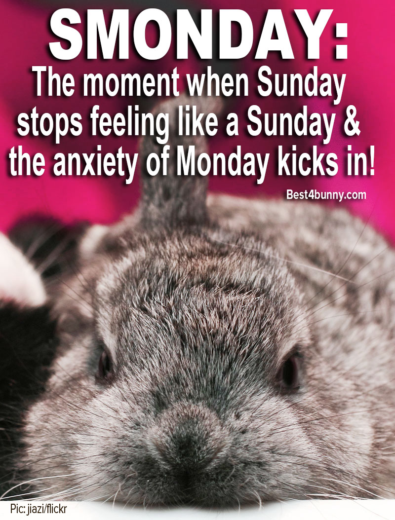 Best4bunny's tweet image. That SMONDAY feeling is here!
#smonday #SundayThoughts