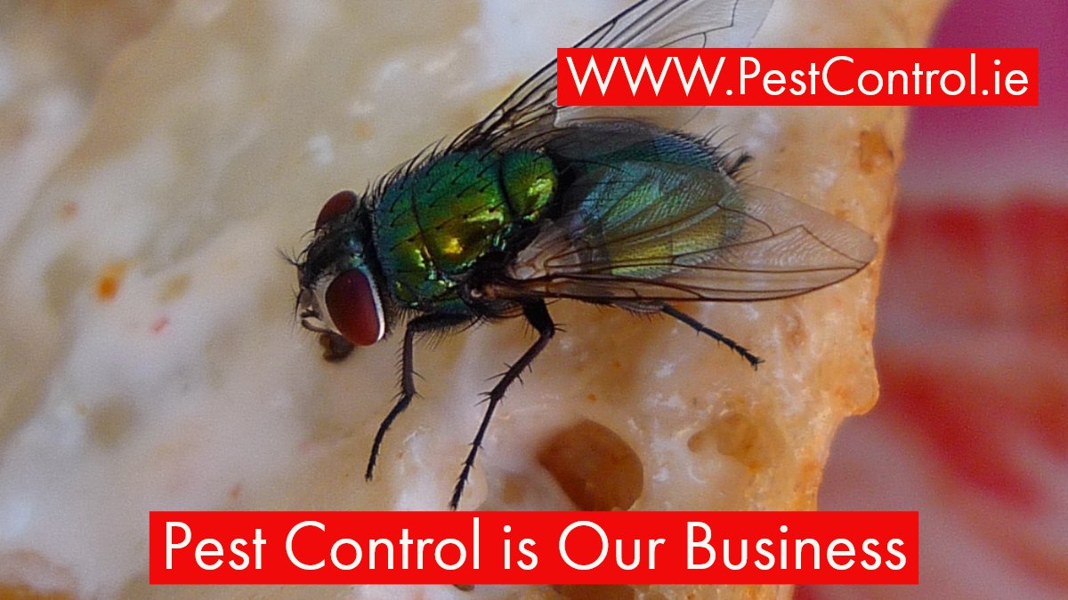 PestControl_EPC's tweet photo. Hand Washing is so important with the spread of #coronvirus in Ireland - However hygiene and  cleanliness is ALWAYS important!!

We provide #PestControl systems to secure #foodsafety for Commercial &amp; Industrial Food Prep Areas - Fast &amp; Discreet. 
☎️ 1800377377 
#FSAI #HCCAP #RAI https://t.co/uf9R1iLaWk