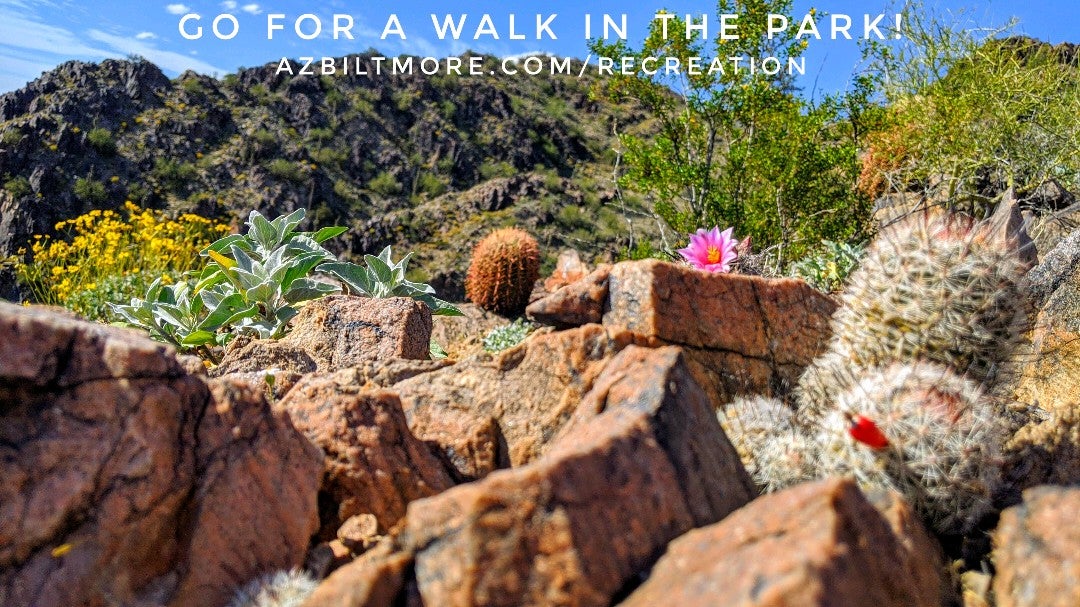AzBiltmore's tweet photo. Desert blooms under Piestewa Peak in our park @RoyalNorman &amp;  #AzFamily.  🌵🐪🌹 https://t.co/YqwpwExI9U  🚵  Arizona Biltmore Portal (@ Phoenix Mountain Preserve (32nd Street access) in Phoenix, AZ) https://t.co/T8TtOqLO2C https://t.co/VROoNl1Fd2
