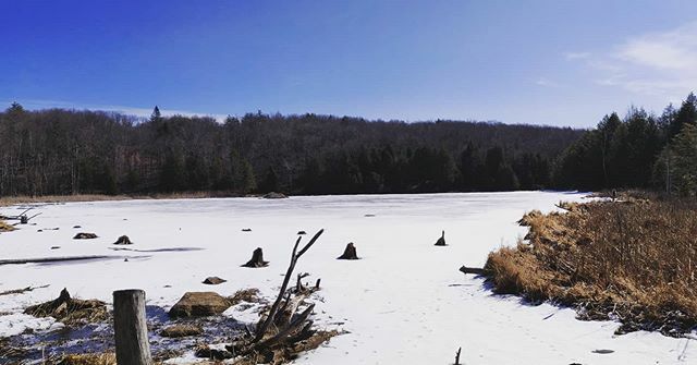 Beaver pond out back. Will be full of life and warm water soon! #spring ift.tt/2wAVfqO