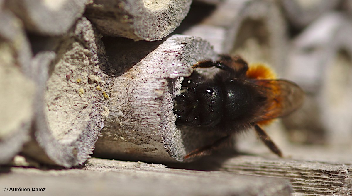 AurelienDaloz's tweet photo. [Photo] Osmie cornue (Osmia cornuta) ♀️ Cette #abeille sauvage construit son nid dans des cavités allongées, par exemple dans des branches creuses. C'est pourquoi elle affectionne les hôtels à insectes comme ici 🐝 Montbazin (Hérault) #Biodiversité #Garden #Bees https://t.co/hdCj0B0V0O