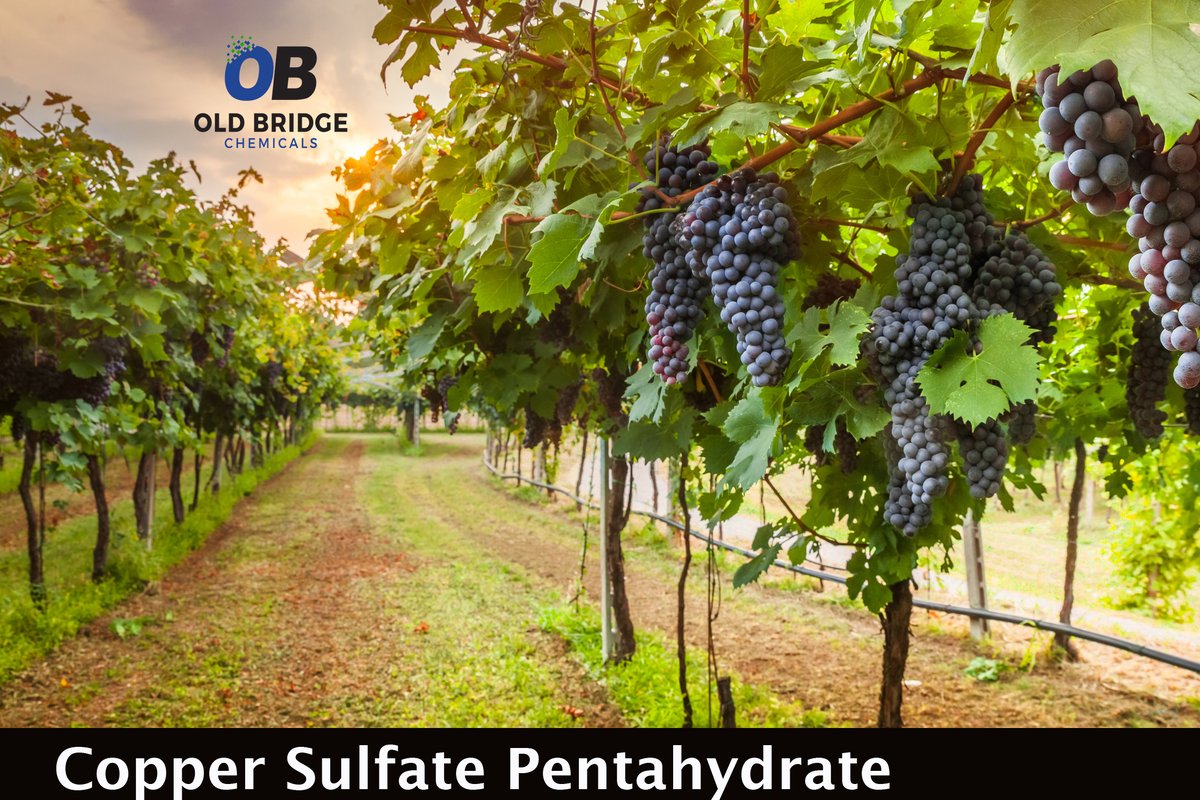 OldBridgeChem's tweet photo. #DidYouKnow that Copper Sulfate Pentahydrate, when mixed with lime, is used to control fungus on grapes, melons, and other berries? #FunFacts #agriculture
https://t.co/nEAZOr6ser https://t.co/xjX8uBa75s
