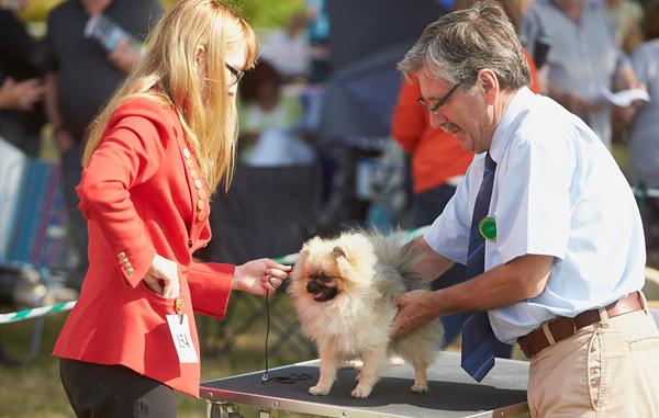 Have you caught any of <a href="/Crufts/">Crufts</a> on TV this week - or better still, been to the show?

A number of our canine classes, sponsored by @SkinnersPetFoods, are qualifiers for Crufts so you might have spotted some #NewportShow winners!

#NewportShow2020 #DogsofTwittter