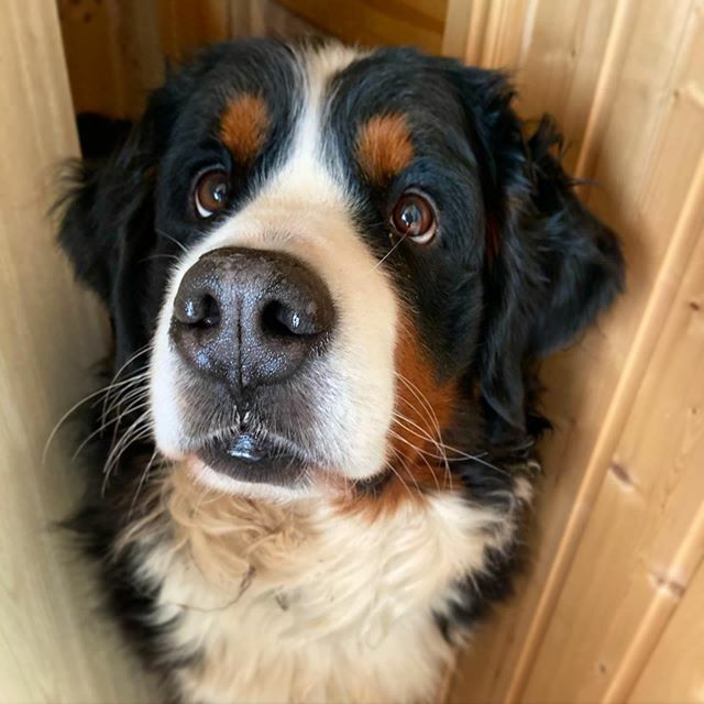 narabernese's tweet photo. Hellooooo hooman, what u got there? Something for me? 👀
.
.
.
#hellodog #hellothere #cutedog #cutedoggo #cuteface #adorableface #bernersennenhund #bernesemountaindoglovers #bmd #bernerlovers #bernese #berneselove #berner #bernesemountaindog #prettydo… https://t.co/13kXc6XuWs https://t.co/GMEIFIHxc2