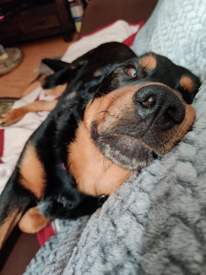 infinitewoofs's tweet photo. MOOSIE 😍
Our minds are completely blown at the fact of Moosie still searching for her forever home! 

This sweet girls bio and application forms can be found at https://t.co/qebVxYhoDk  🤎🤎 https://t.co/VdjGxiQ9RP