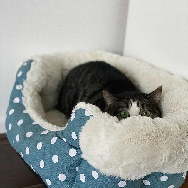 justkitain's tweet image. He’s not the biggest fan of humans 😾 Sorry for putting the camera in your face 😸 #howaboutbash