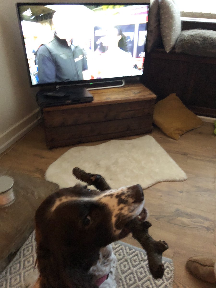 1markhirst1's tweet photo. Lola waiting to see her hero, Max the Miracle dog on Crufts #maxmiracledog #dogswatchingcrufts #crufts2020 #harpercollins #pdsa #crufts #channel4 @channel4 @crufts https://t.co/Hksp3N5v5M