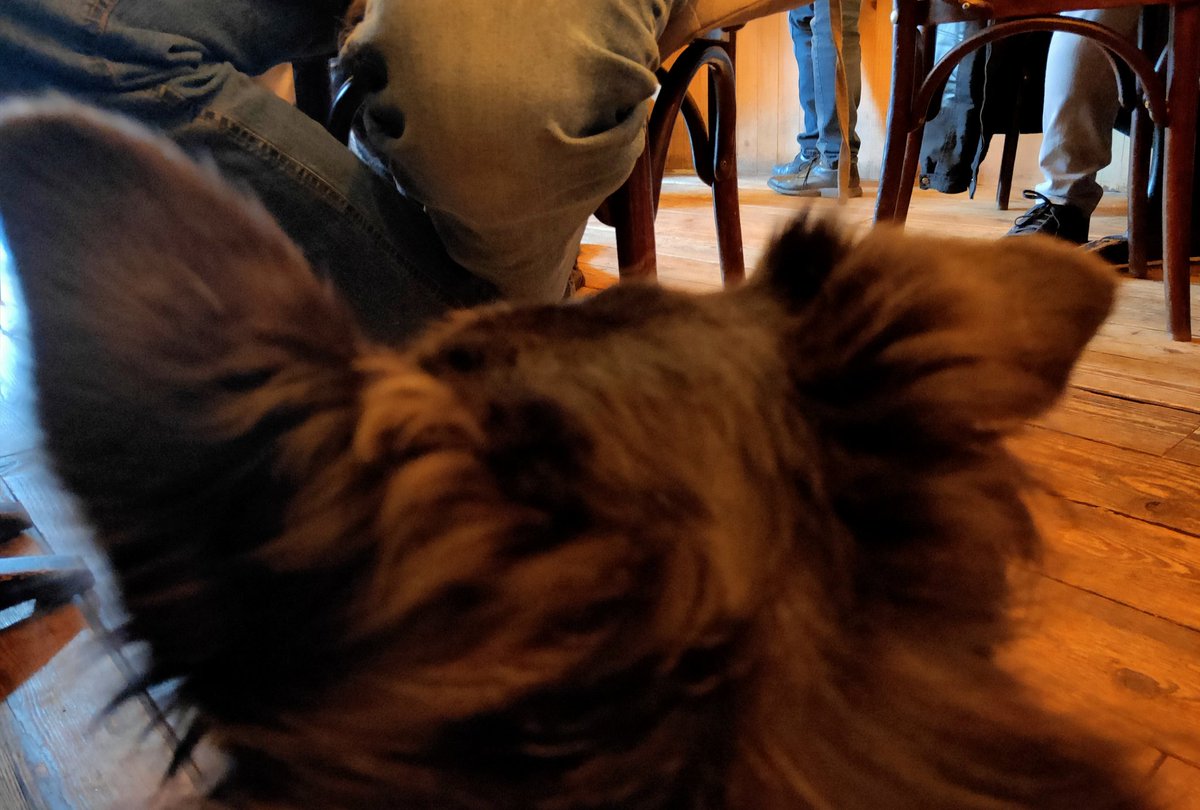 RayMelBee's tweet photo. Out with the Goode Wyffe & the #pubdogs... #PubDog #1 guarding the bottled #beer selection, while #PubDog #2 scopes out the action, while scanning for any pork scratchings that might make it to the floor. @BeerShackHuck #snpstroll https://t.co/TOOXpcNEFO