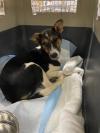 nyshelterpets's tweet photo. 🐕 Come visit #JAYIN soon! @petfinder He's waiting for you! #PetAdoption 💛 https://t.co/dIZNiQMJgO https://t.co/p3CvbfuMaJ