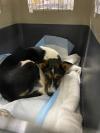 nyshelterpets's tweet photo. 🐕 Come visit #JAYIN soon! @petfinder He's waiting for you! #PetAdoption 💛 https://t.co/dIZNiQMJgO https://t.co/p3CvbfuMaJ