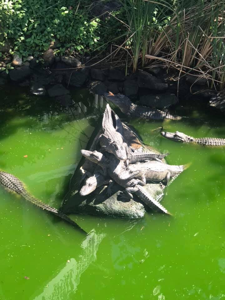 spibirding's tweet photo. Come see the gators https://t.co/eyqplBxwC7