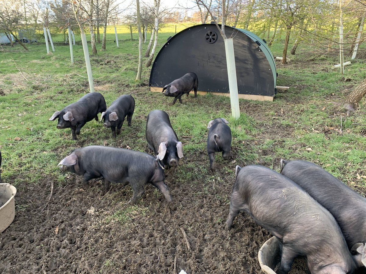 LivinFleeceFloc's tweet photo. The #LargeBlacks #pigs arrived today ! Settled in straight away, loving their new home, lots of space to explore, lots of toys, new ark & will be very well looked after #GoNative #RBST #farminglife #PIG @ciwf no pig crates here! https://t.co/X9b6J6Z8Jv