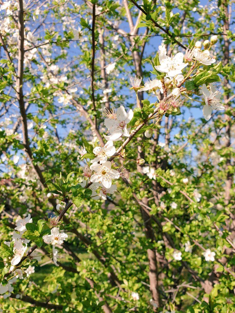 CharlesFinidori's tweet image. S'aviccina u #veranu #Corsica