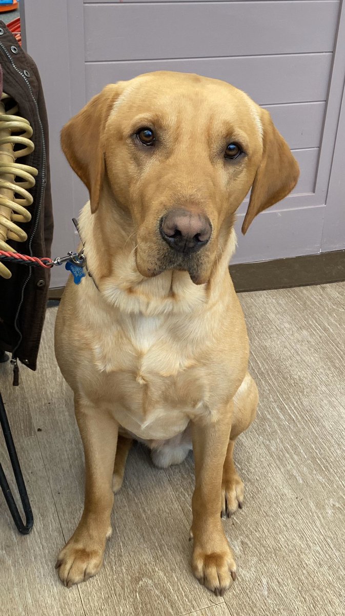 KerryFalls's tweet photo. Our lab Nico, a forever member of our family ❤️ #Crufts #cruftsscreen #crufts2020 https://t.co/cXAfhhxisv