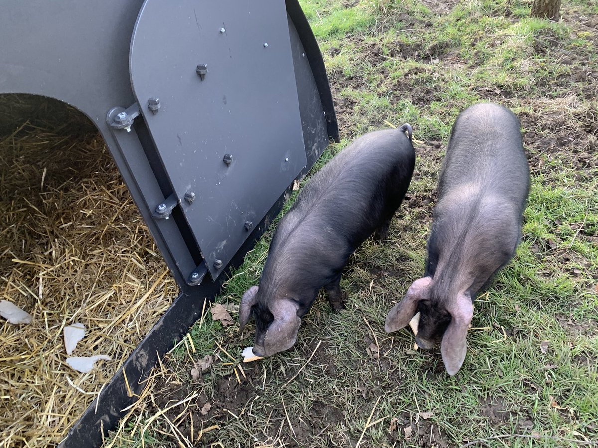 LivinFleeceFloc's tweet photo. The #LargeBlacks #pigs arrived today ! Settled in straight away, #GoNative #RBST #farminglife #PIG @ciwf no pig crates here! https://t.co/8TUcx9VdbJ