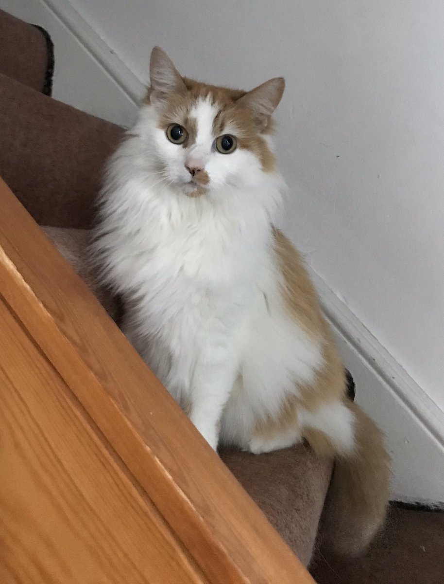 Poplifer73's tweet image. Hey Monkey Cat!
#CheshireCat #CatsOfCheshire #FamilyCat