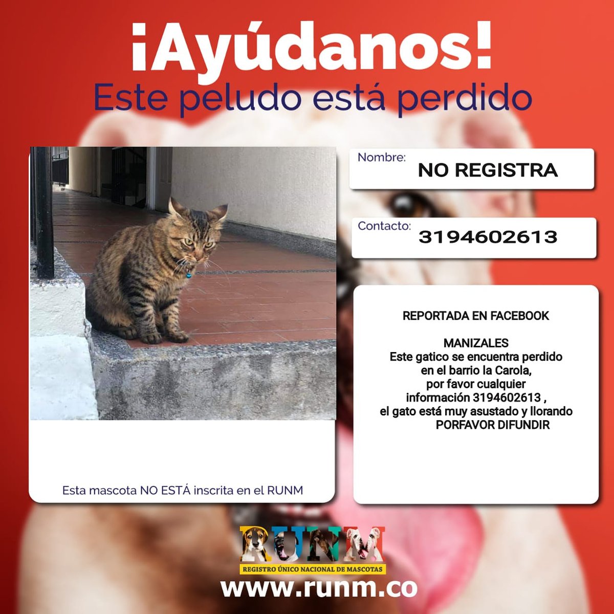 RUNM_OFICIAL's tweet photo. #MiCroChip
#CedulaAnimal
#MascotasManizales
#MasotasEjecafetero
#Familia
#runm
#MascotasEncontradasrunm
#Mascotasperdidasrunm
#3014735000 https://t.co/BPGITFLoS7