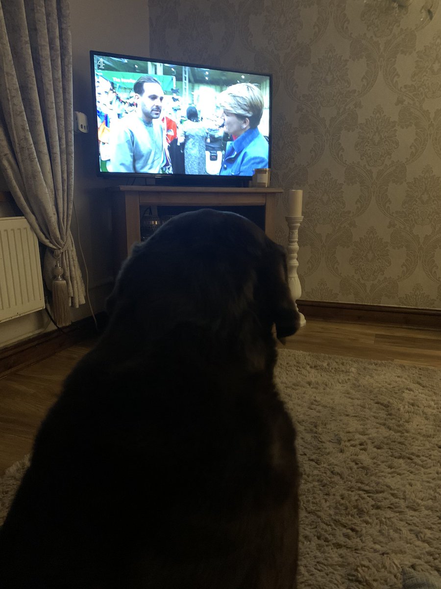 celestefoaw's tweet photo. Rio loves @Crufts and @clarebalding #labrador #Crufts https://t.co/6WzfTWtnXR