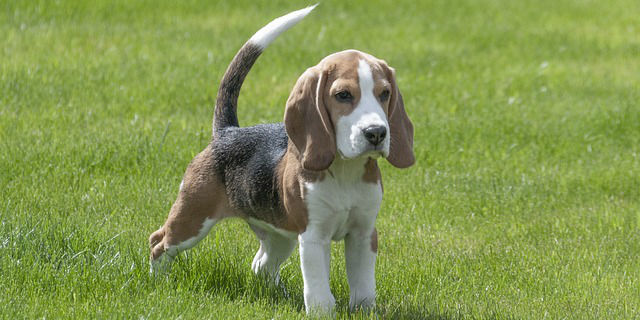 HealthCare_Pets's tweet photo. #AskTheVet: What are some tips on potty training puppies?
Learn more with Dr. Clayton Greenway: https://t.co/WVxATHVooL
.
.
.
.
#Puppy #Dog #PottyTrain #PottyTraining #Training #PuppyPottyTrain #PuppyPottyTraining #PuppyTraining #DogTraining #PuppyBehavior #NationalPuppyDay https://t.co/y5kiJSlZu4