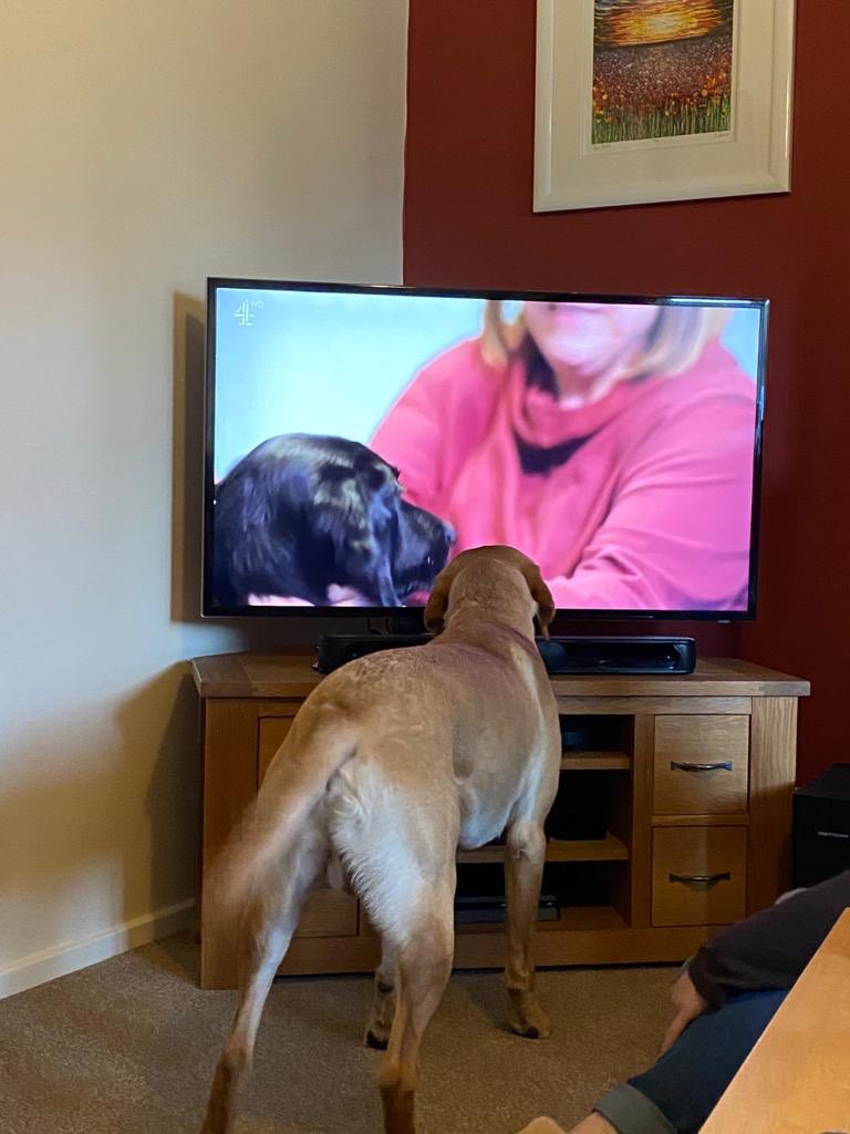 KerryFalls's tweet photo. Our lab Nico considering a career change #cruftsscreen #Crufts #labrador #workingdogs https://t.co/0TY2BM7vaX